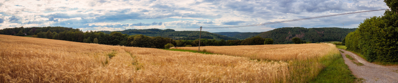 Wheat field landscape