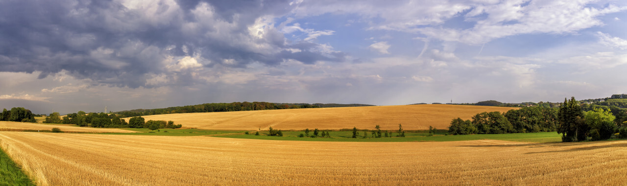 Rural landscape with a harvested wheat field in Germany near Velbert Langenberg, Neviges in North Rhine Westphalia