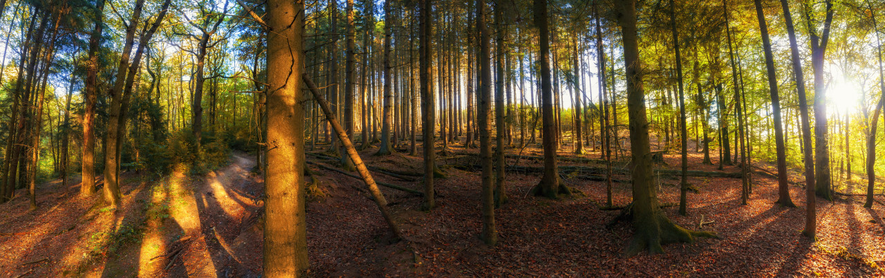 german autumn forest landscape marscheider bachtal in nrw - Super Panorama