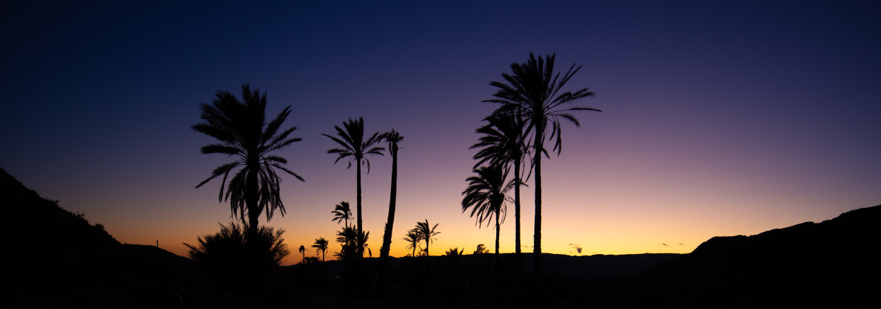 Palm trees silhouette at sunset