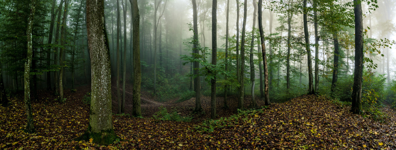 Forest in the morning breathed in mist