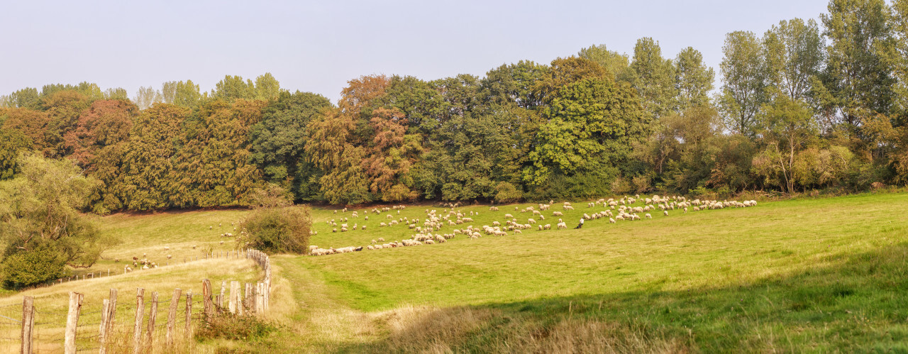 A large flock of sheep is driven from the pastures into the stables