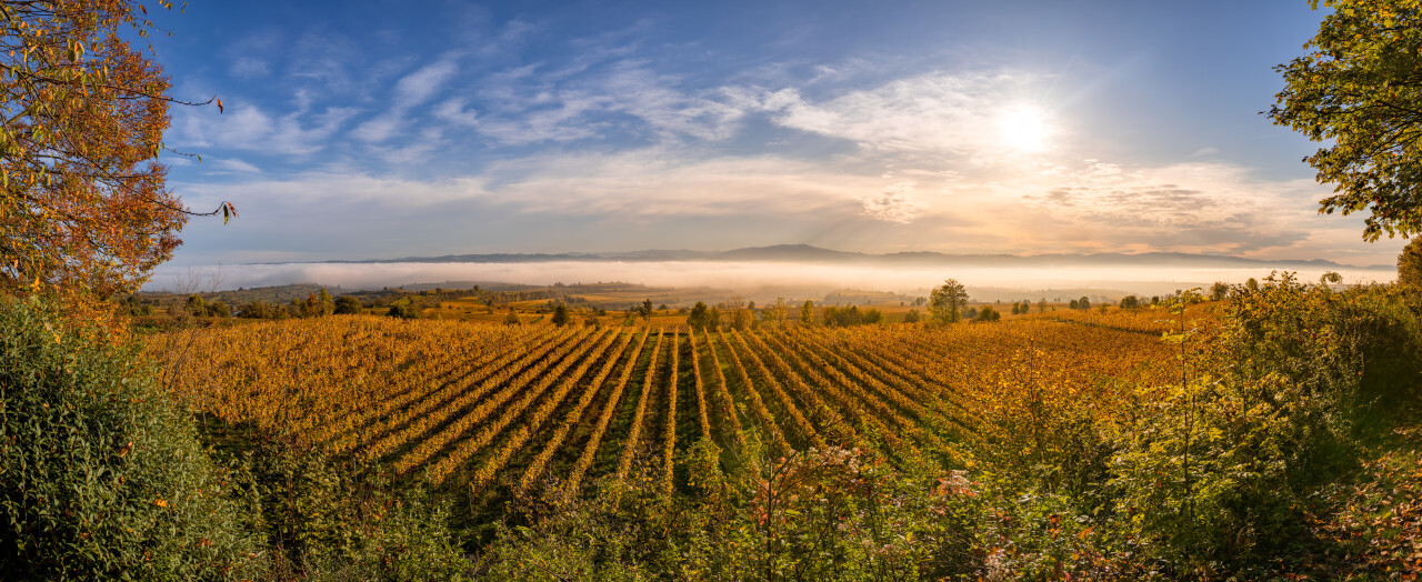 Vineyard landscape panorama Baden Wuerttemberg