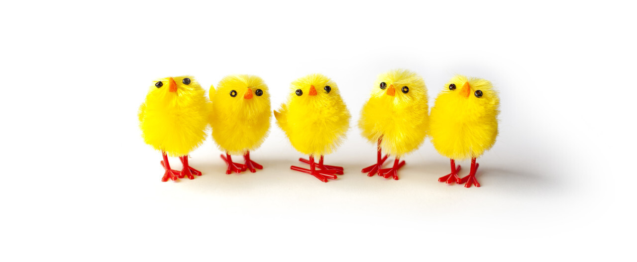 Adorable Easter chicks isolated on white background
