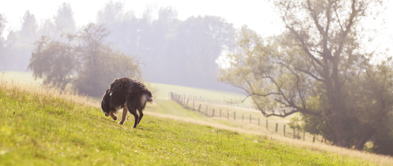 A dog walks across a hilly meadow in the fog