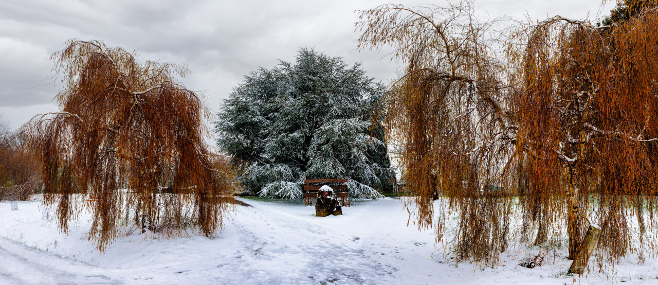 Winter landscape with snow covered willow trees