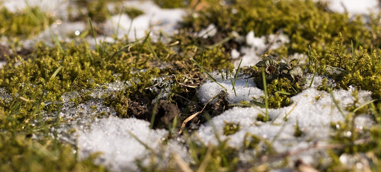 Grass and snow