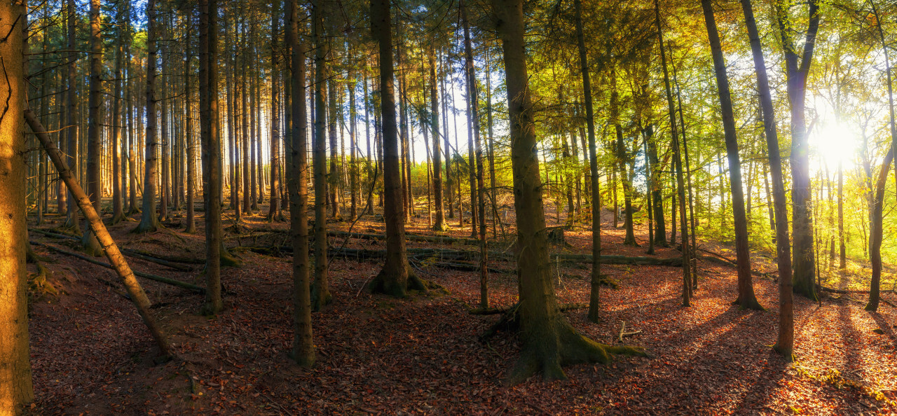 german autumn forest landscape marscheider bachtal in nrw - Panorama