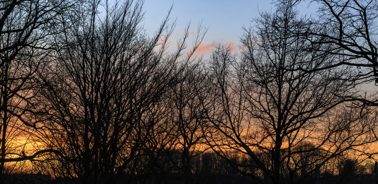 Magical sunrise with tree silhouettes