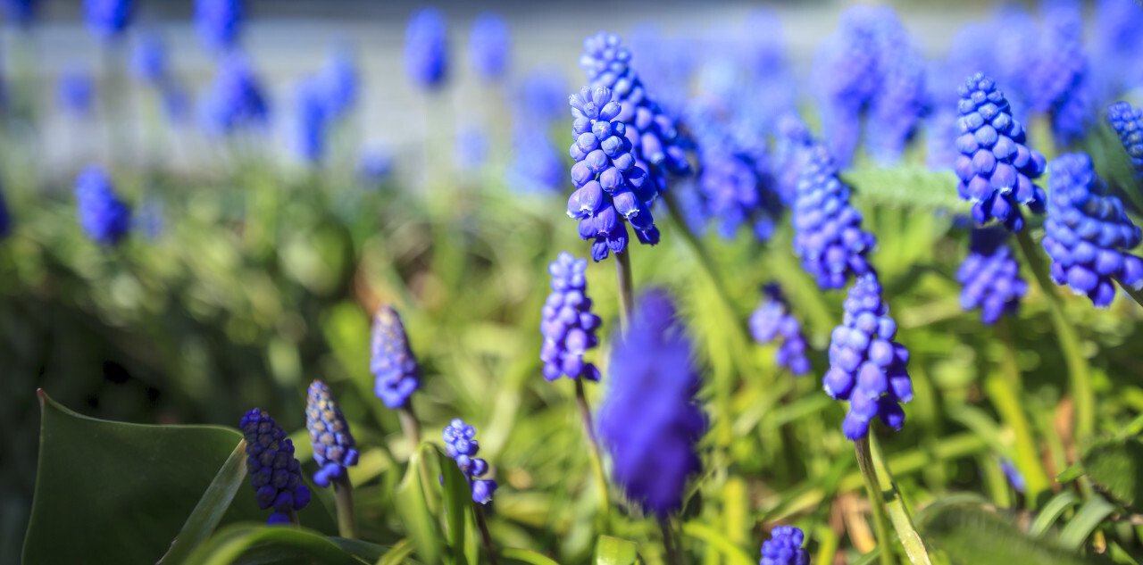 Perfumed hyacinth flowers