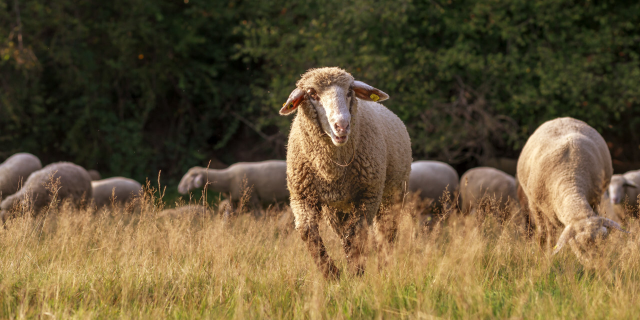 A large flock of sheep is driven from the pastures into the stables