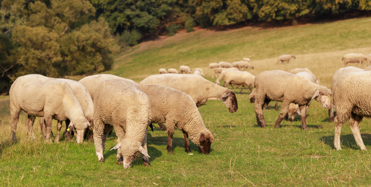 A large flock of sheep is driven from the pastures into the stables