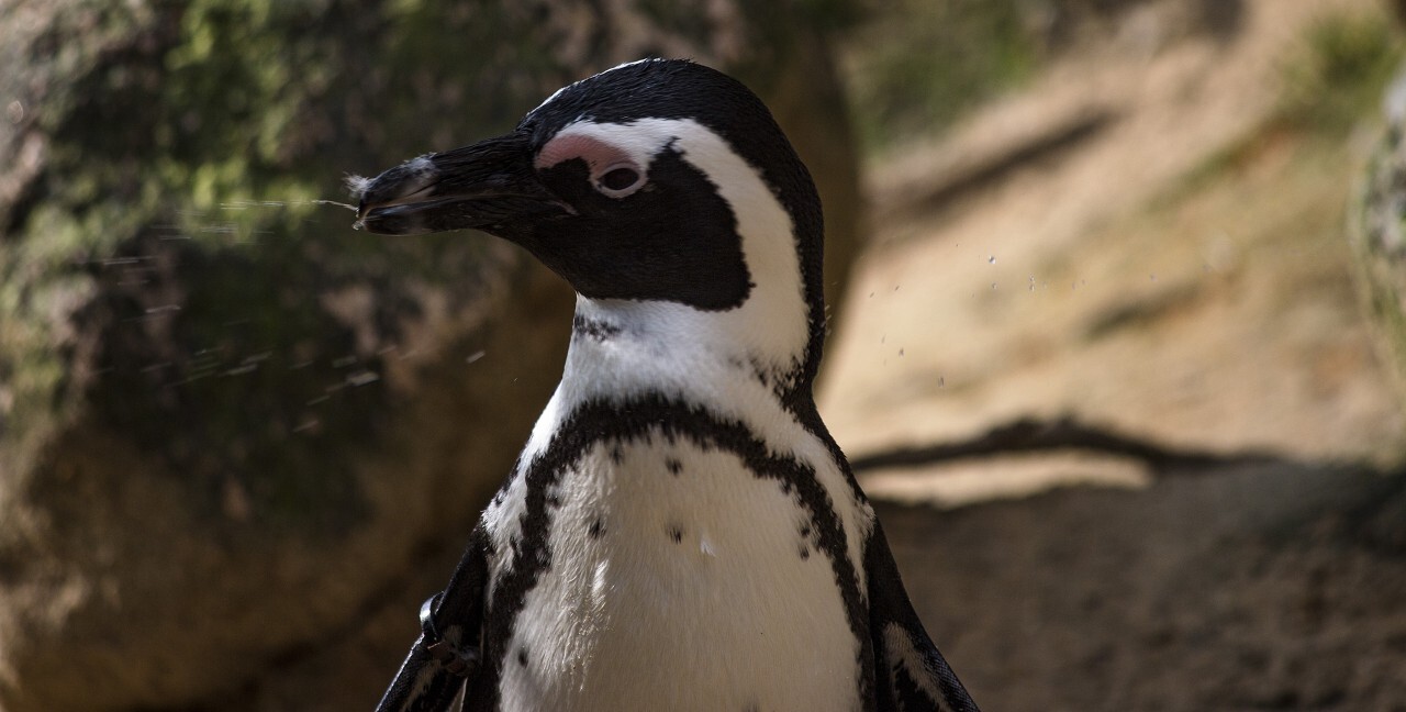 cute penguin portrait