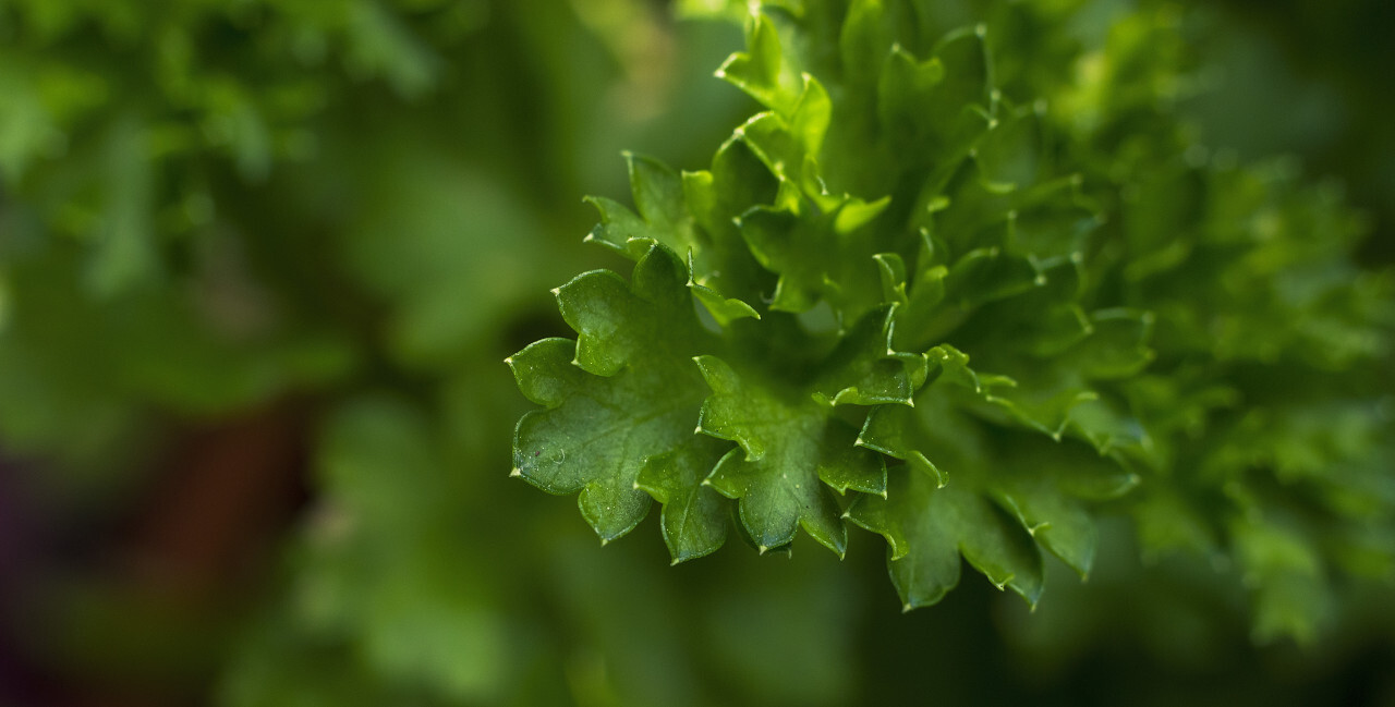 fresh parsley macro