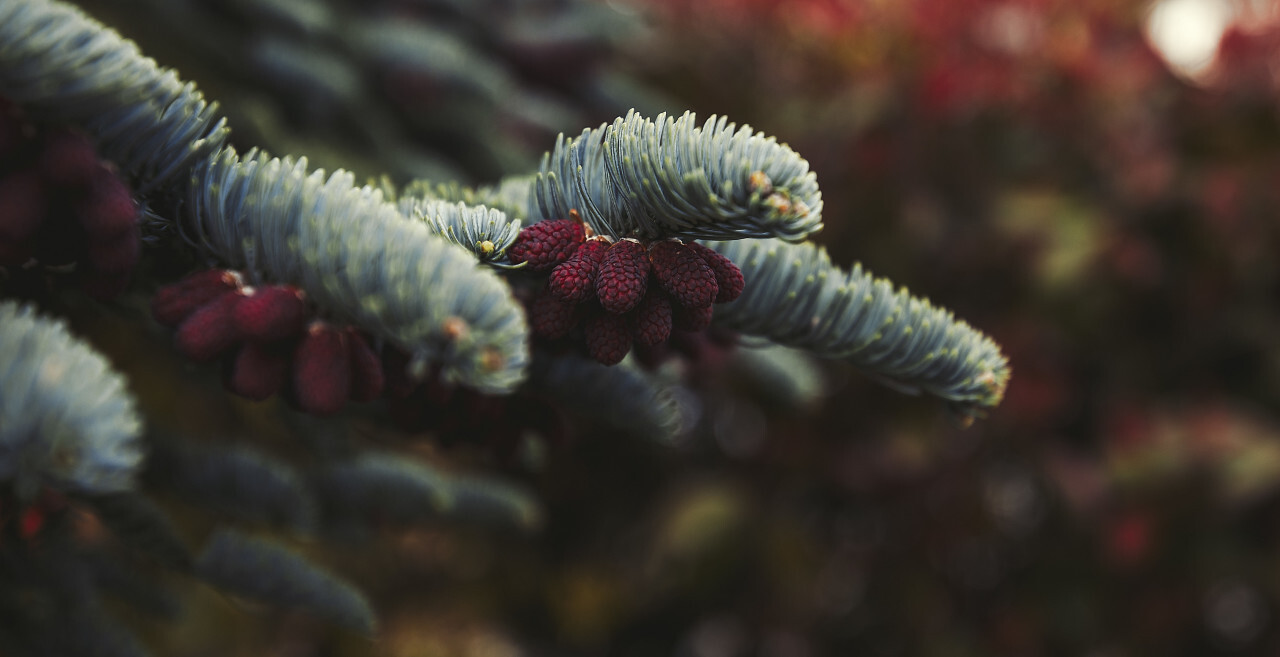 pinecones on fir