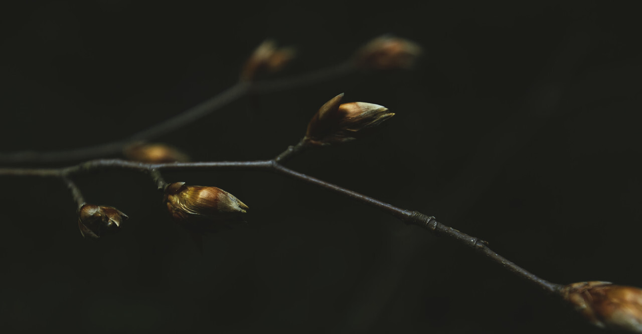 dead branch with buds
