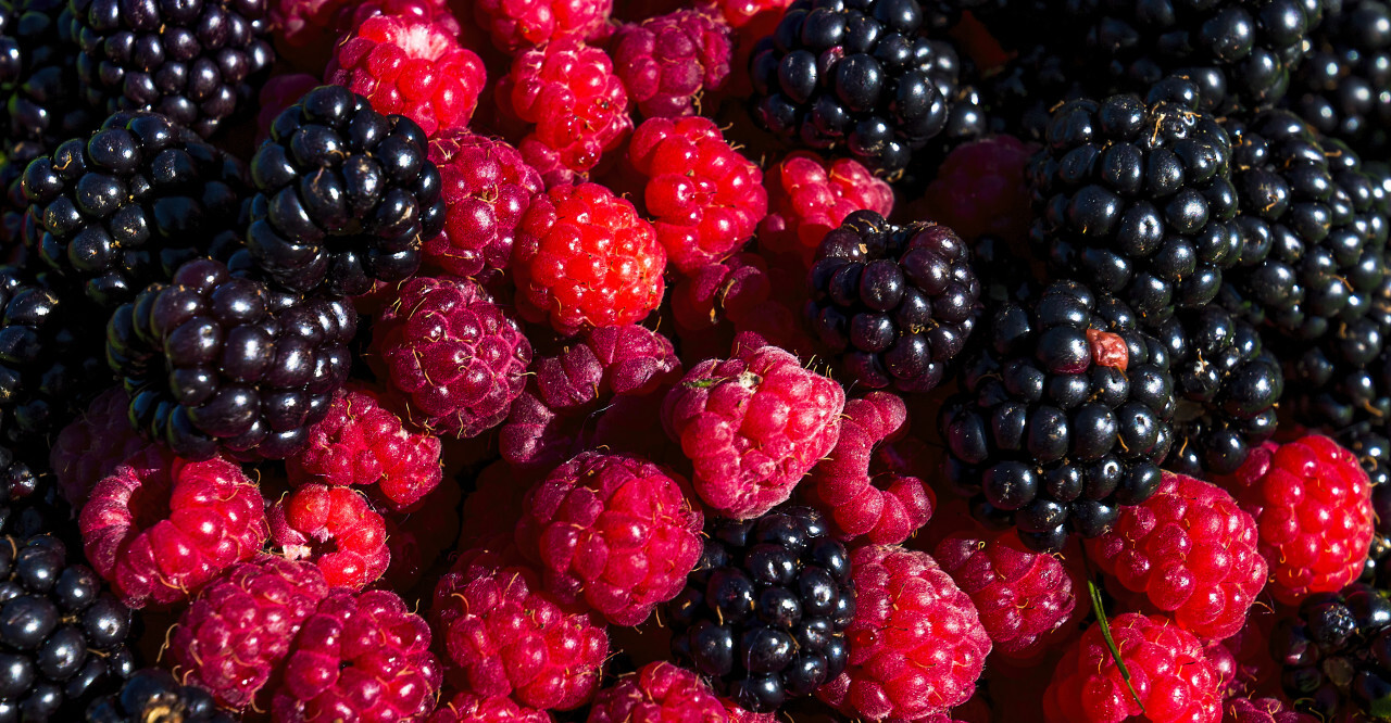 raspberries and blackberries