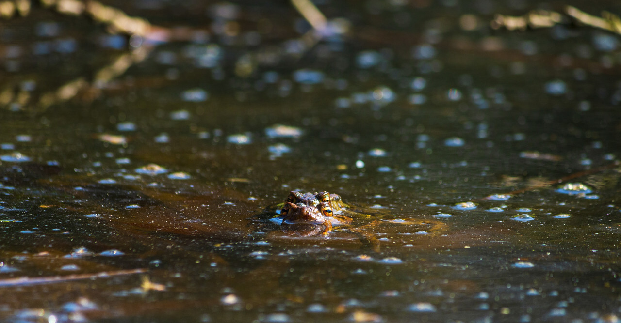 toads make love in the pond