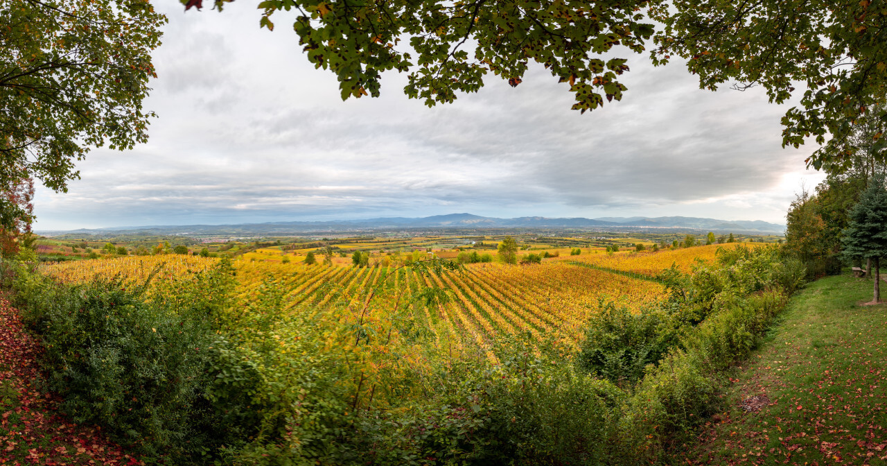 Viticulture in Germany