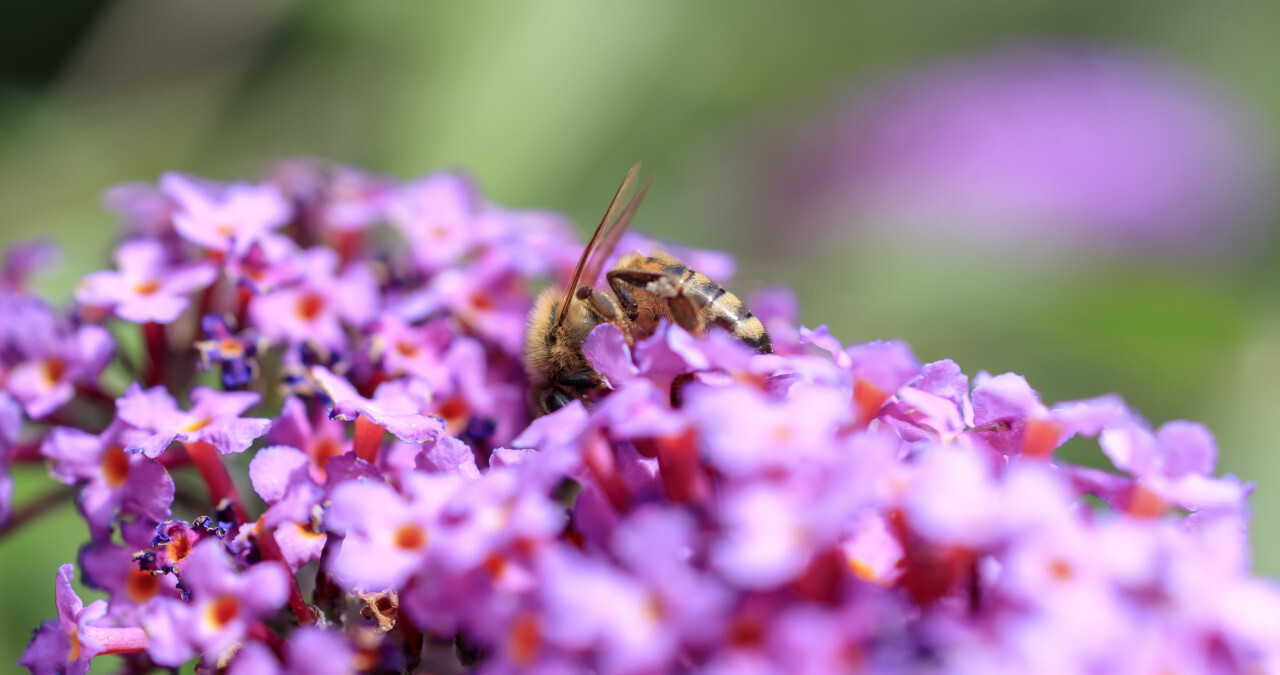 Butterfly bush, Buddleia davidii in the garden