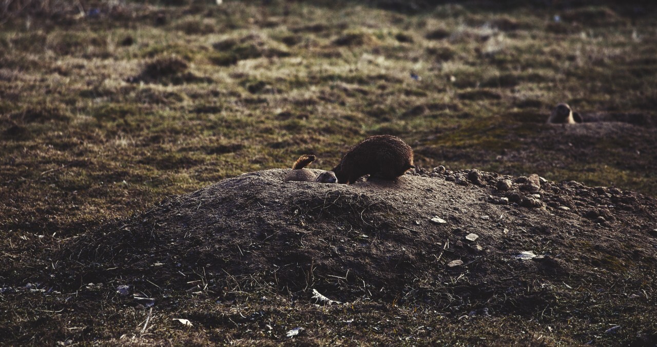 prairie dogs look out of their burrow