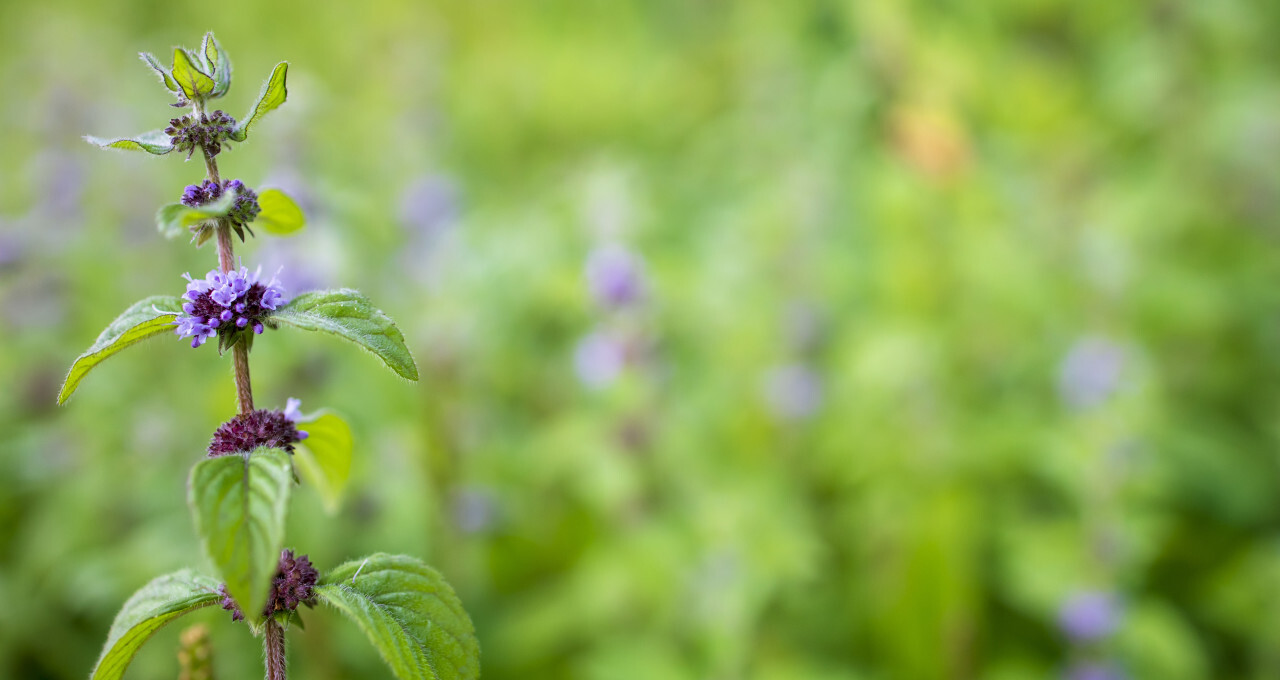 Mint plant blooms in July