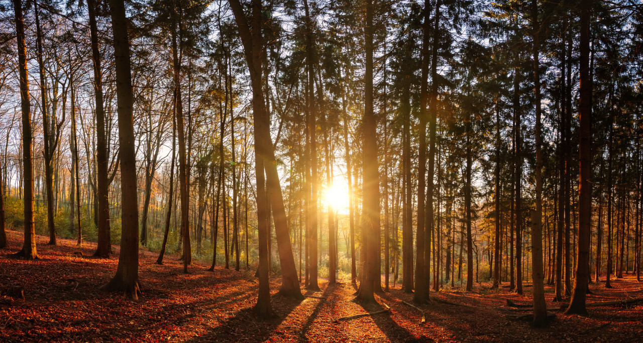 Sunset in the forest