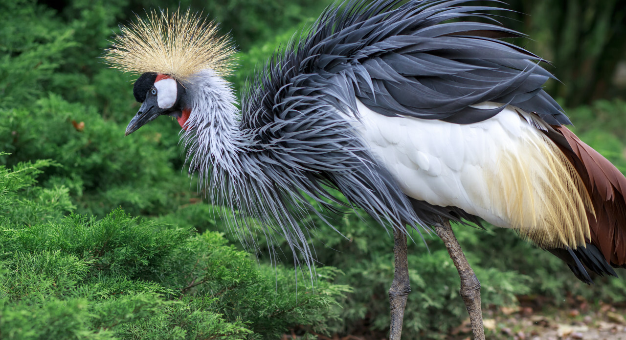 Crowned Crane Bird