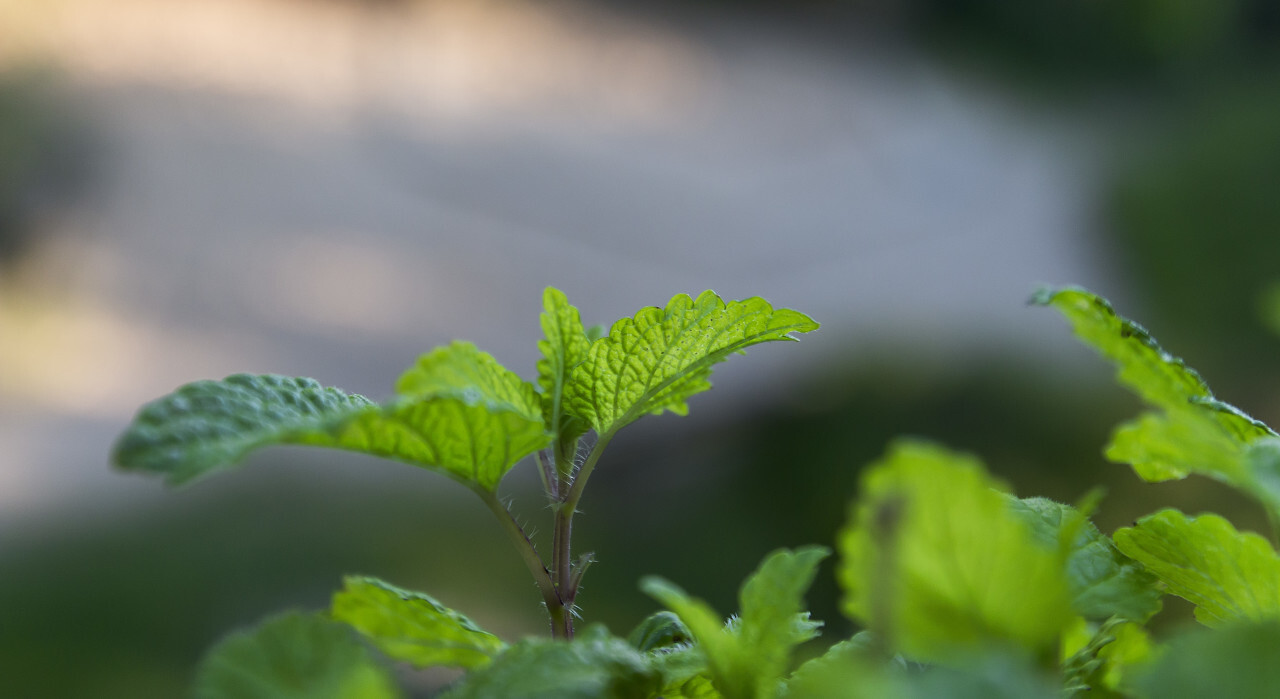 lemon balm