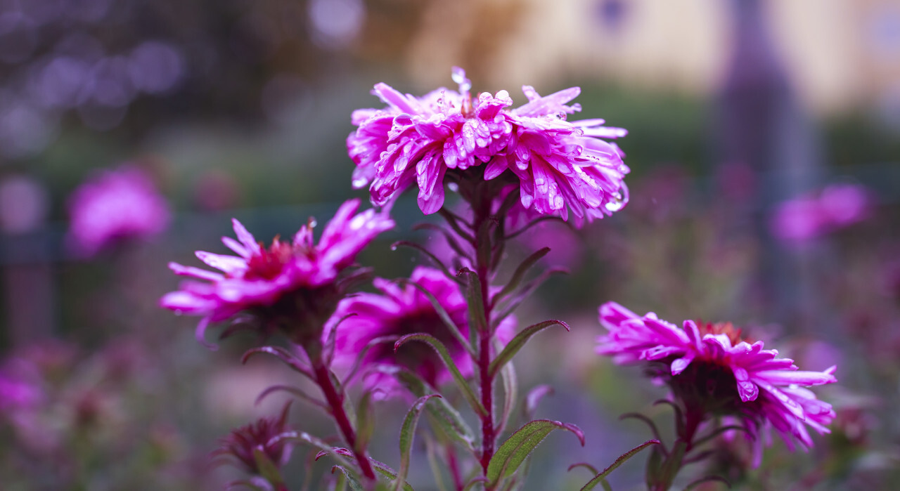 Rain wet Blooming Pink Aster Flowers