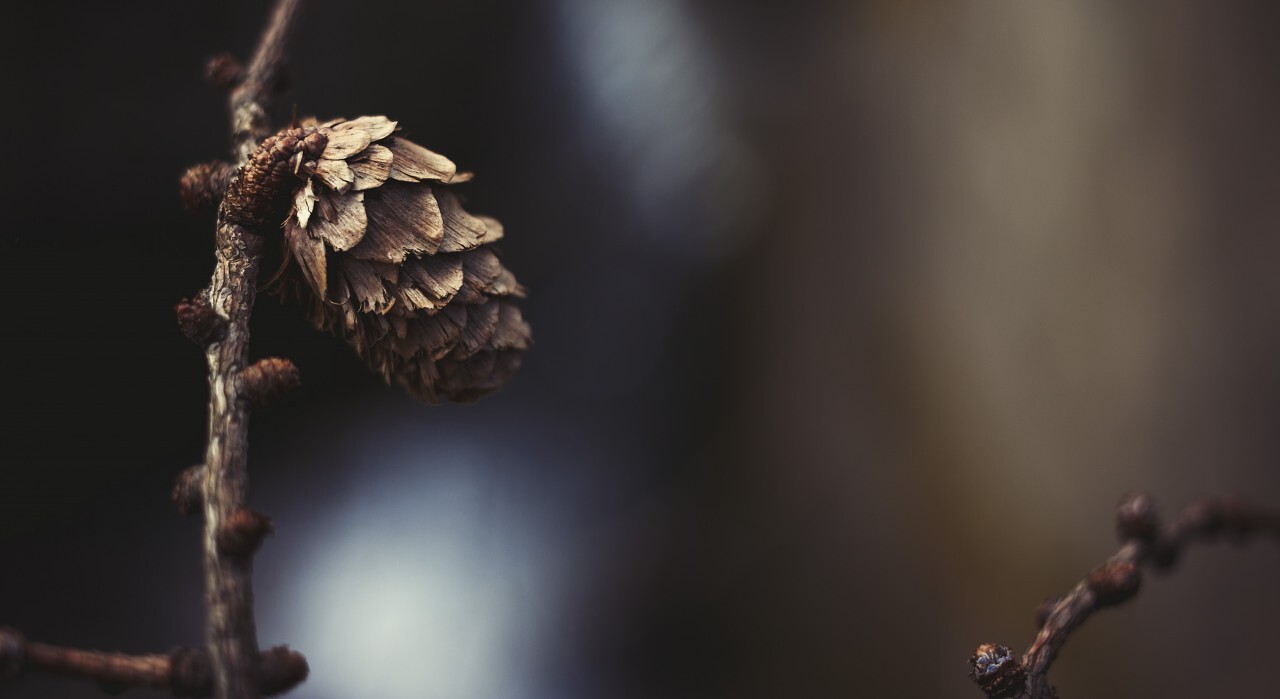 Pine cone on a branch in spring