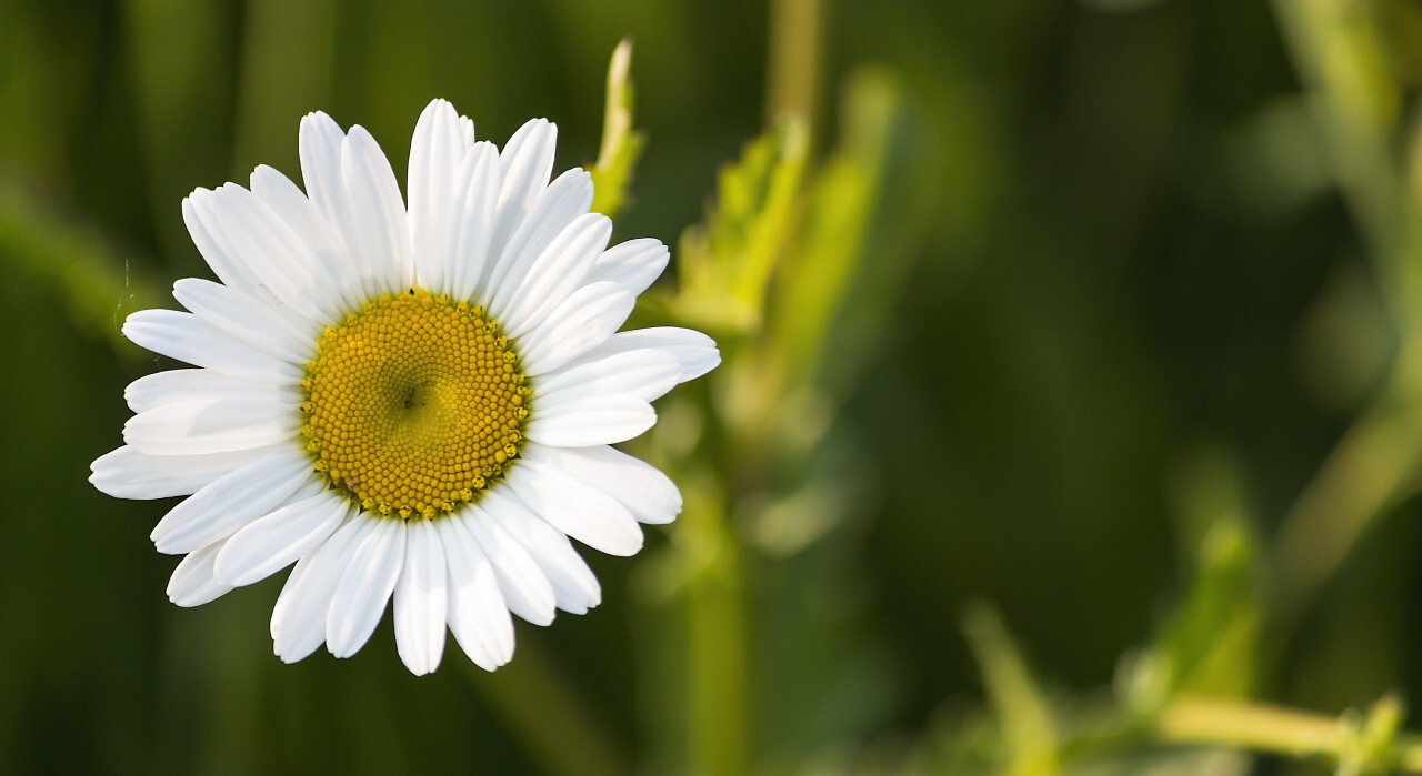 Beautiful white daisy flower