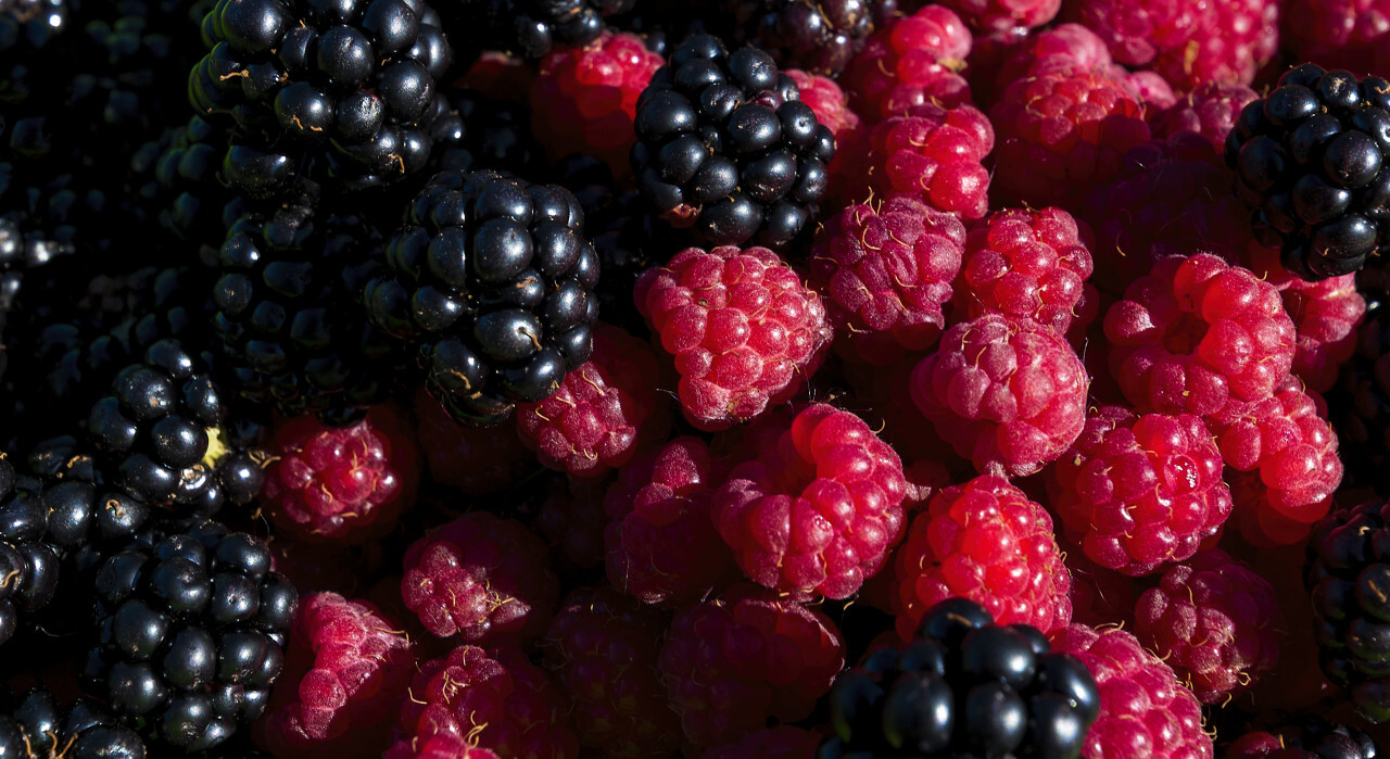 blackberries and raspberries