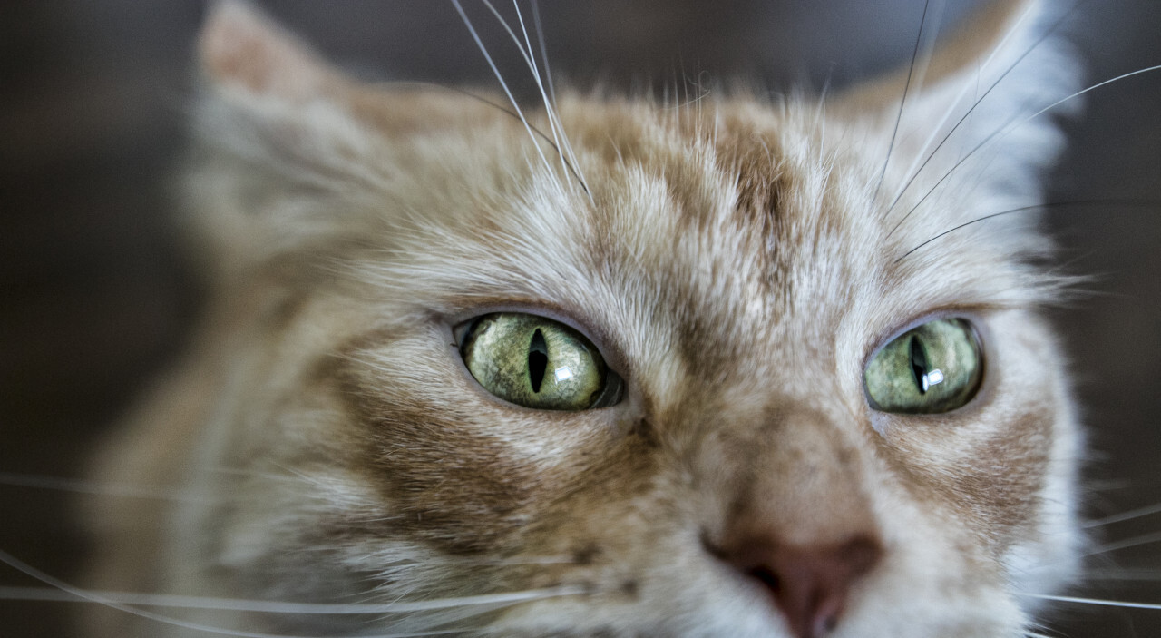 maine coon cat eyes