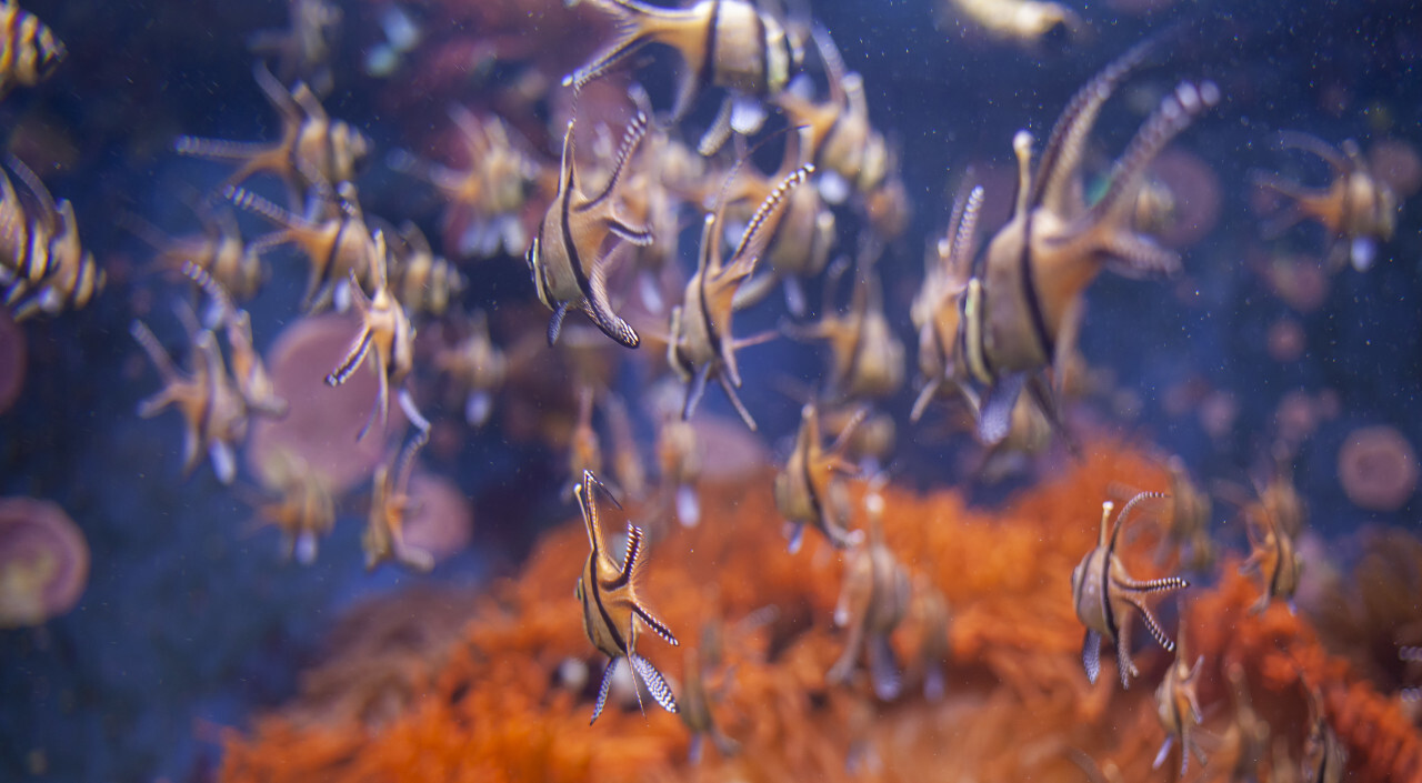 Banggai cardinalfish (Pterapogon kauderni)