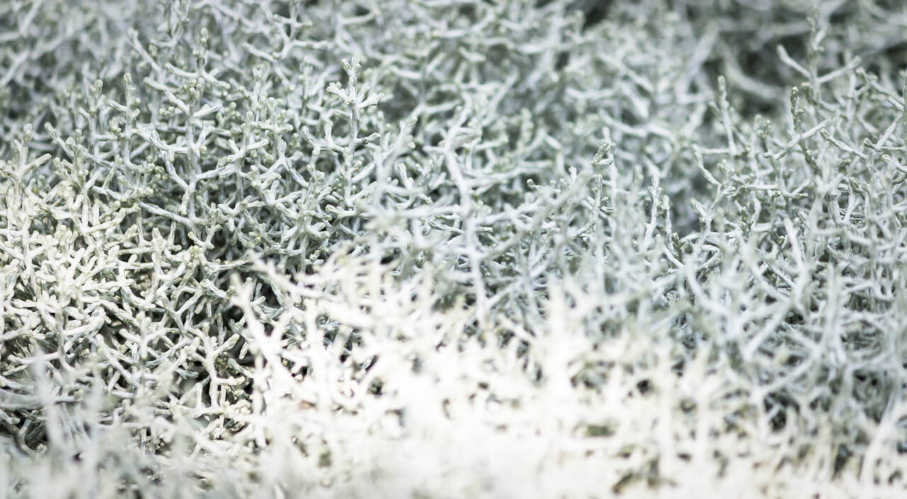 Silvery foliage cineraria maritima in the garden