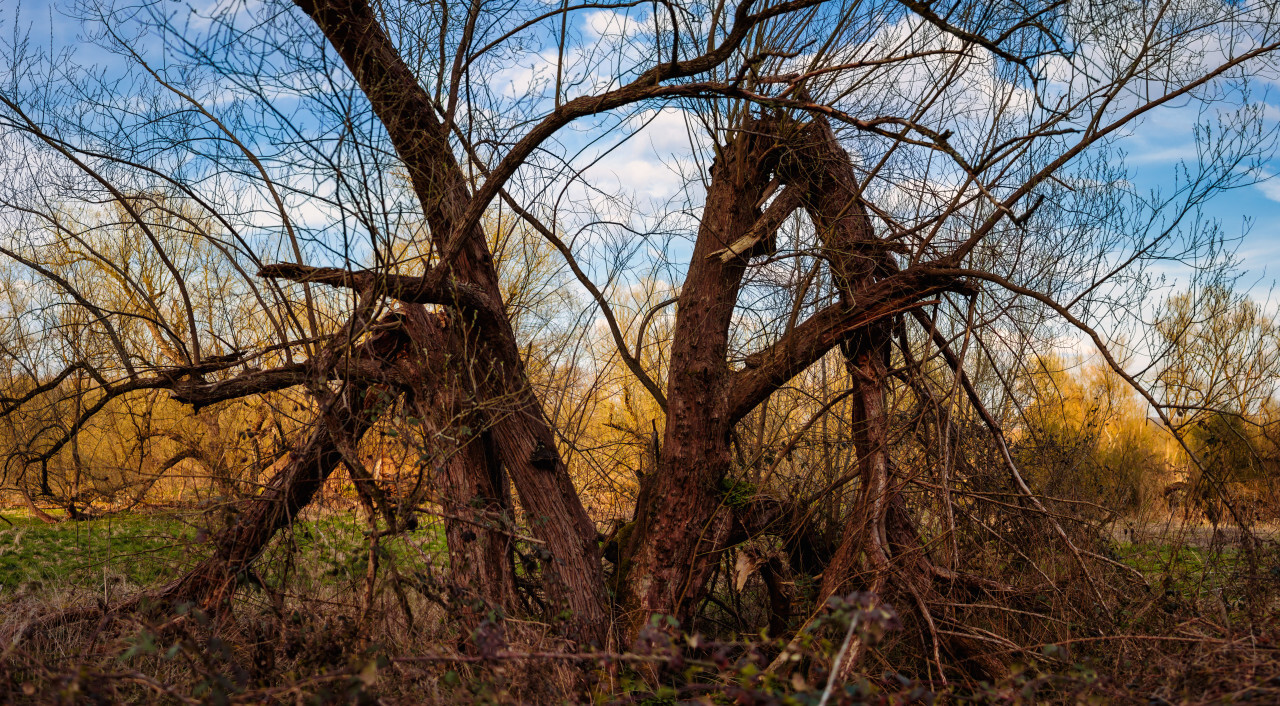 Tree with storm damage in a swamp