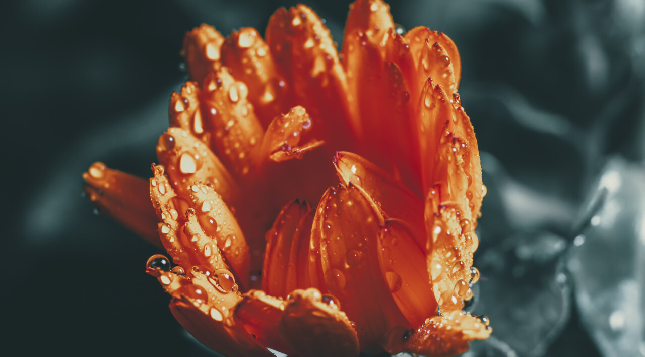 closeup of beautiful red daisy flower in the rain