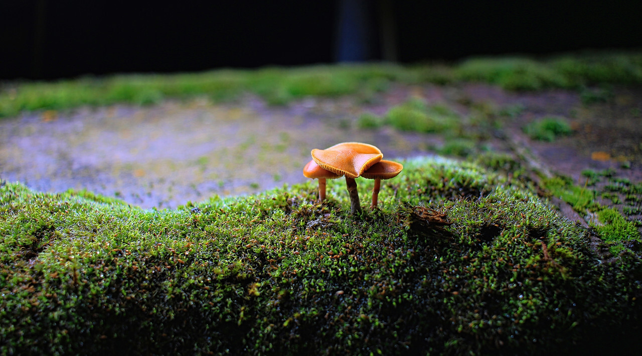 mushrooms on a wall