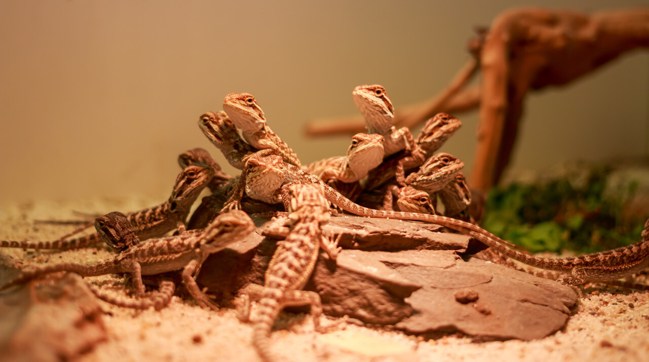 Central bearded dragon baby