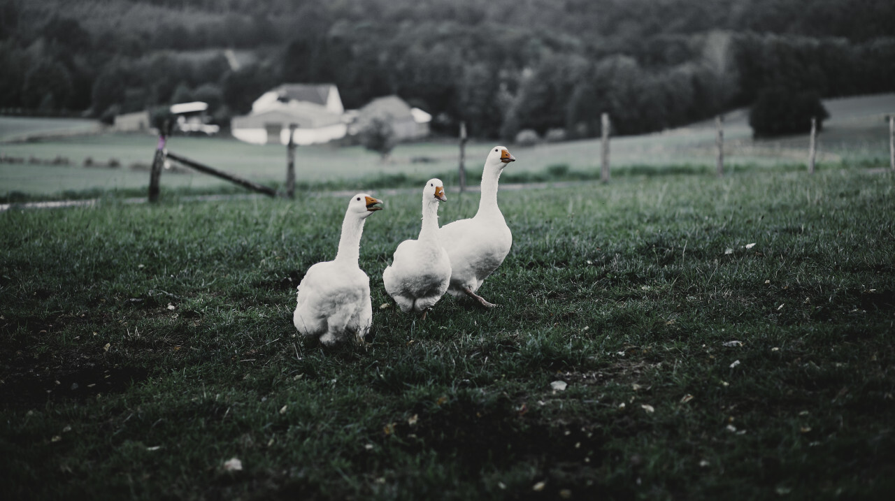 three geese on a meadow