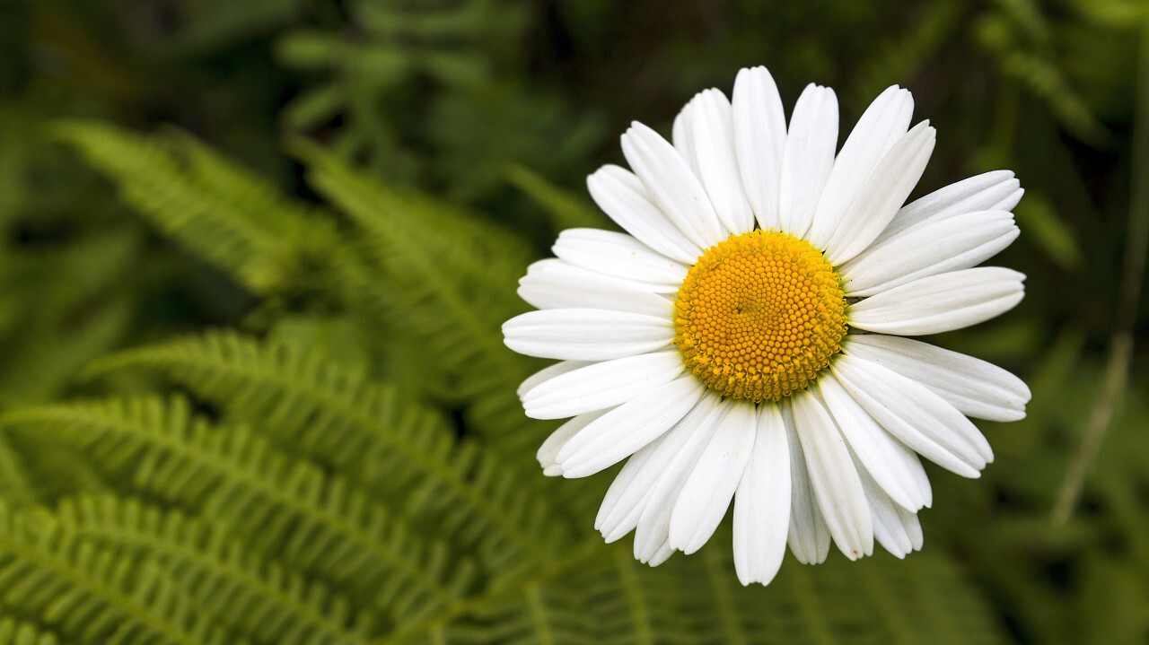 marguerite green fern background