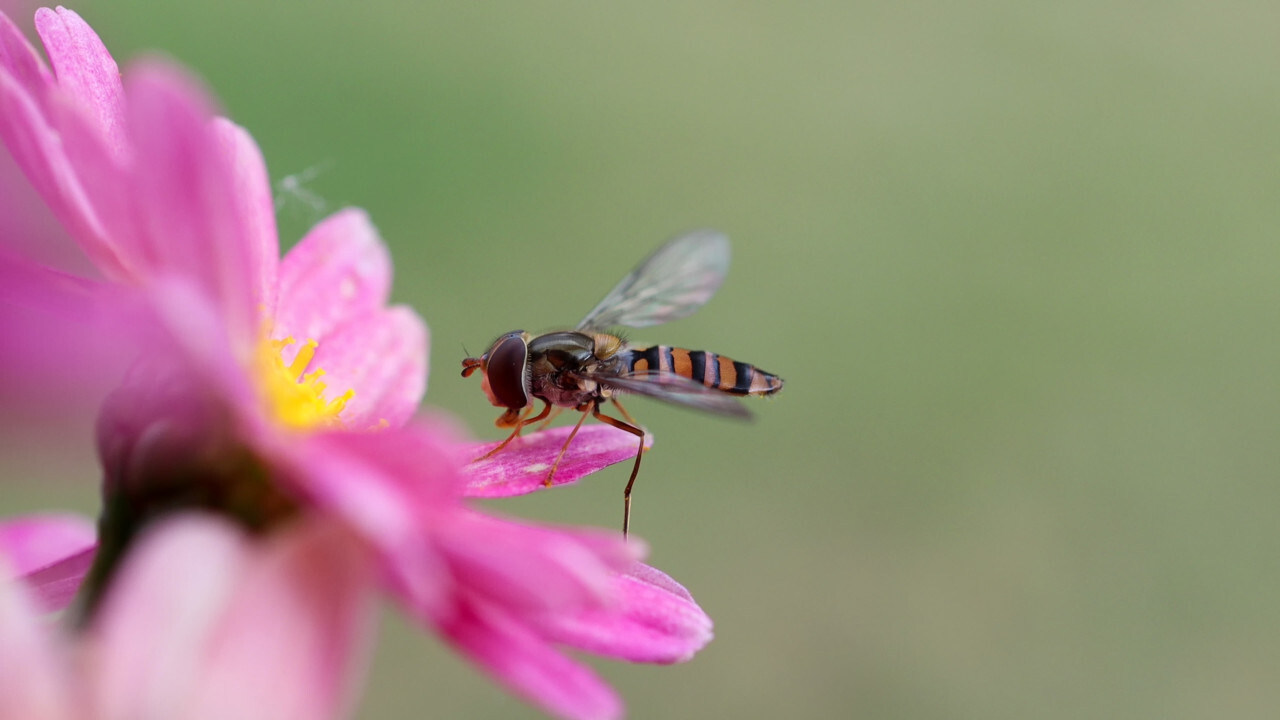 Hoverflies, also called flower flies or syrphid flies on a purple daisy flower eat nectar from a violet flower