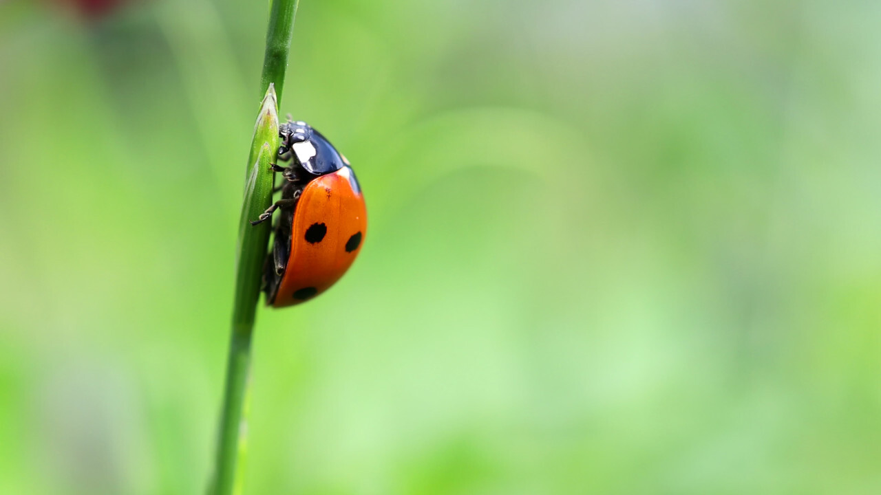 Ladybug