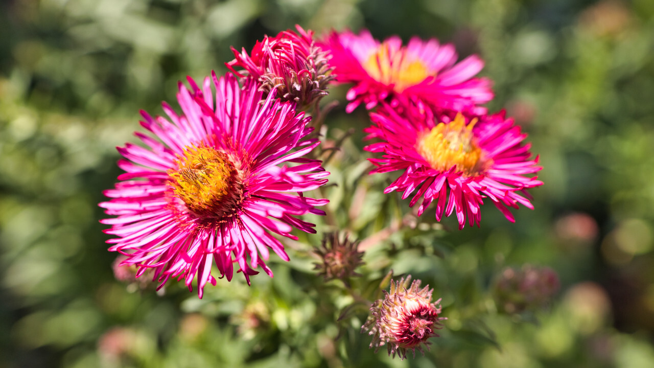 Pink new england asters