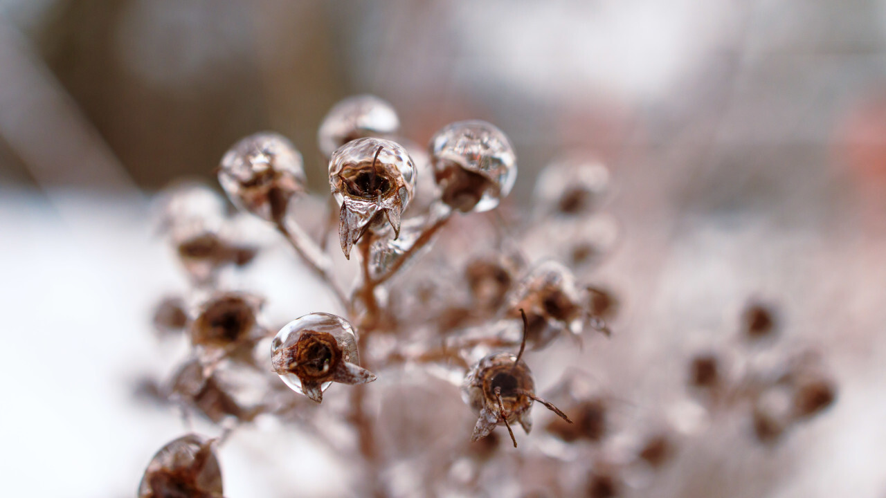 Ice balls on the seed heads of a rose in winter