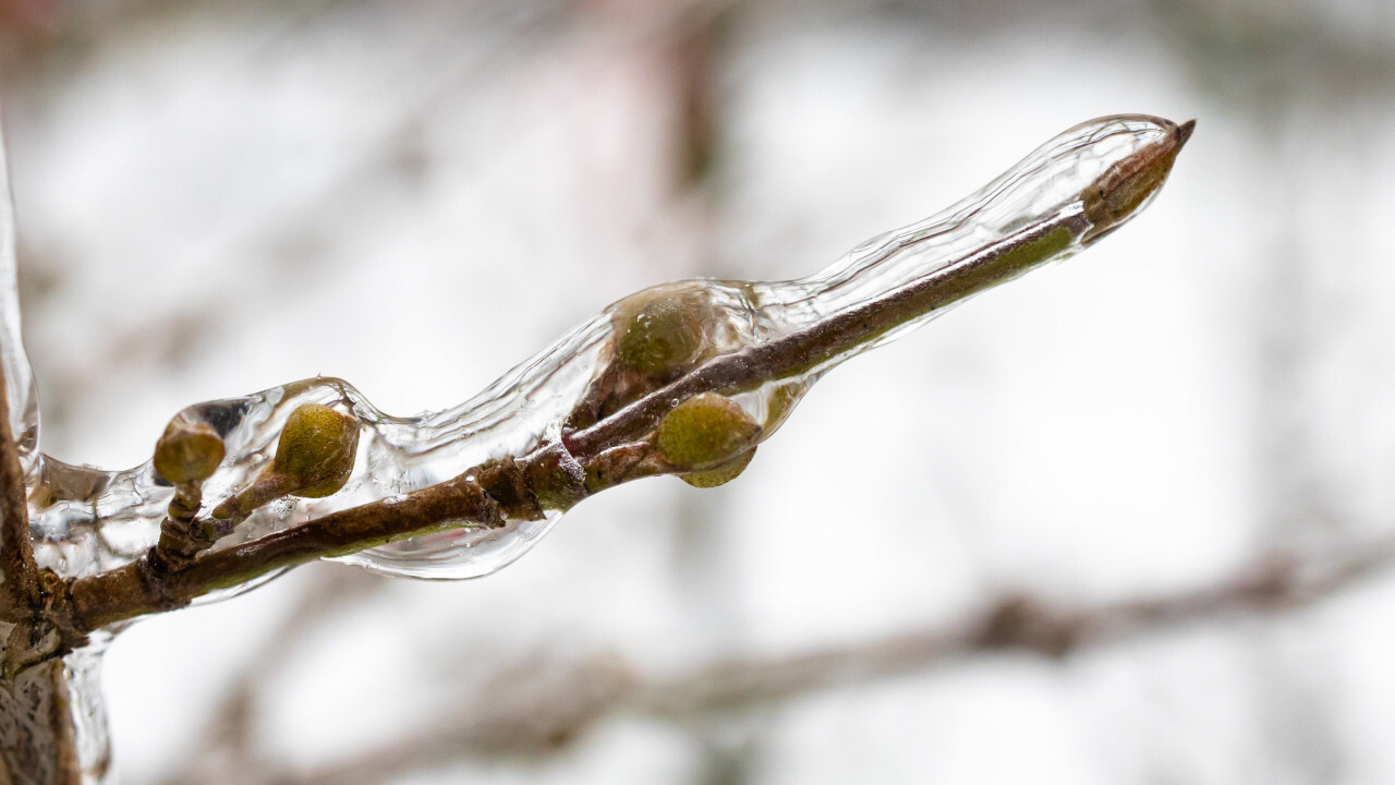 Maple branch enclosed by ice in winter
