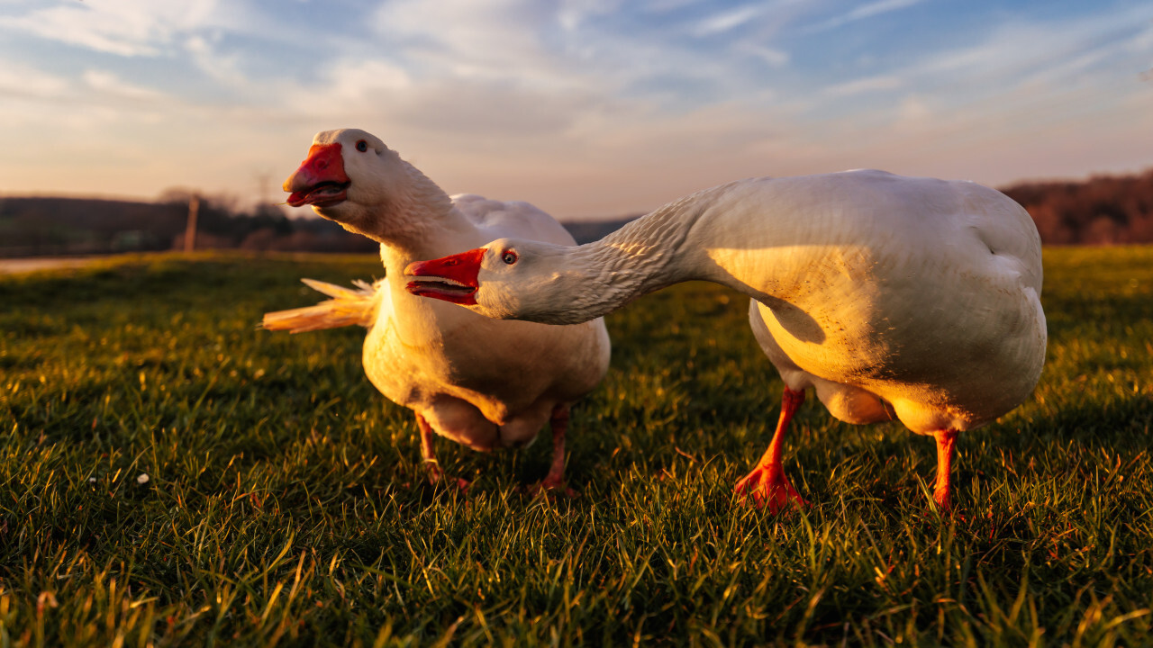 Two angry white geese on a rural landscape