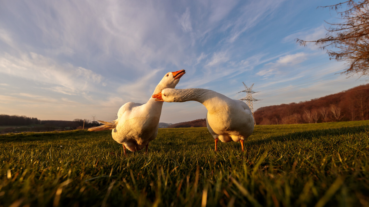 Two white geese on a rural landscape