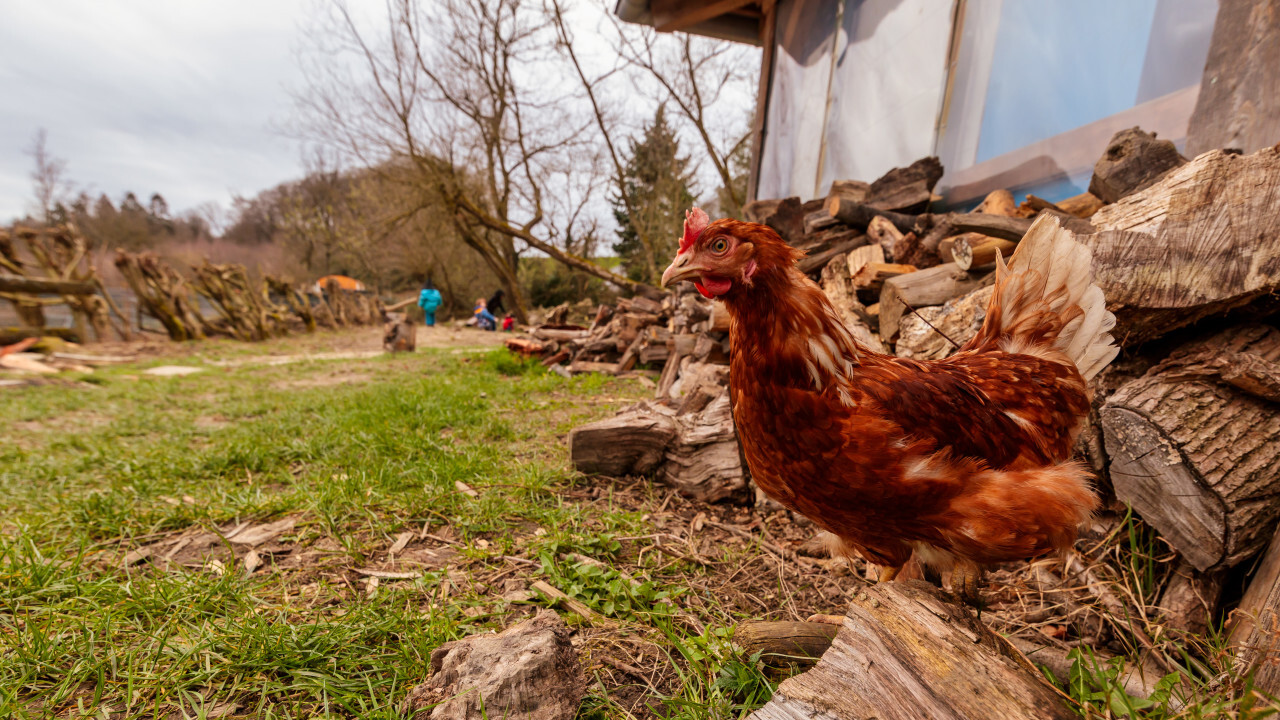 hen on a farm in early spring